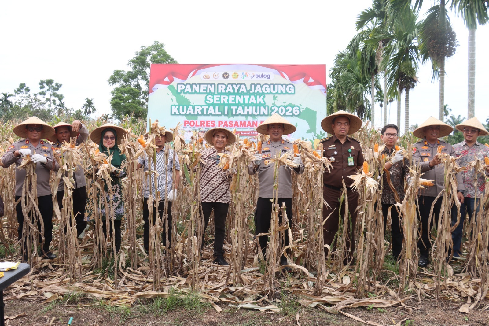 Polres Pasaman Barat panen Jagung di Bandarejo Lingkuangan Aie